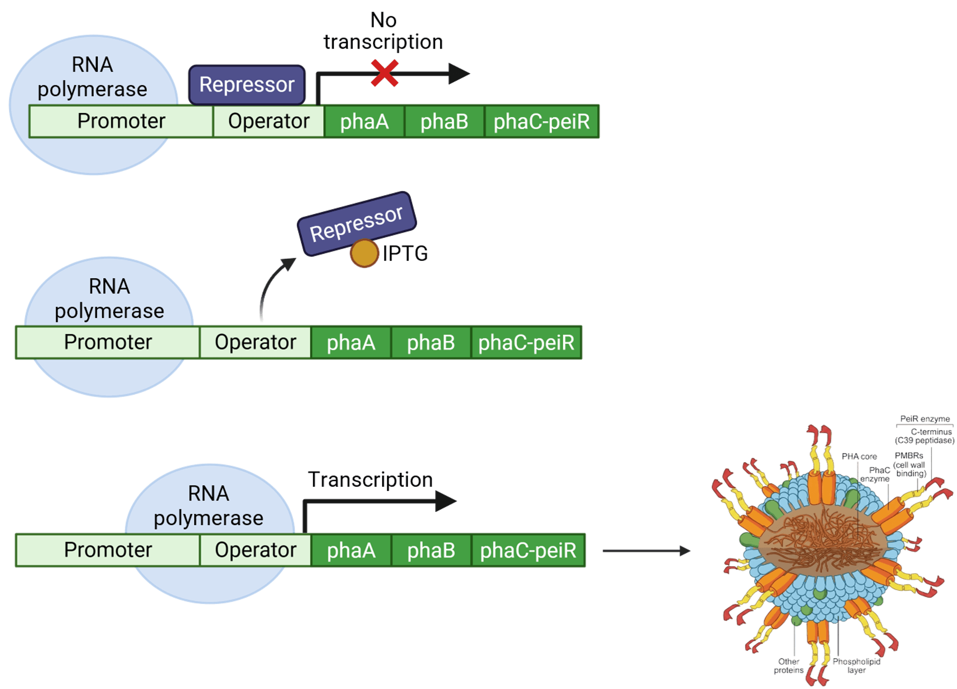 Three-stage diagram of the engineered expression construct. With a repressor bound to the operator there is no transcription of the phaA, phaB and phaC-peiR genes; IPTG then binds the repressor and lifts it off the operator; RNA polymerase transcribes the operon, yielding a PHA nanoparticle that displays PeiR enzyme on its surface.